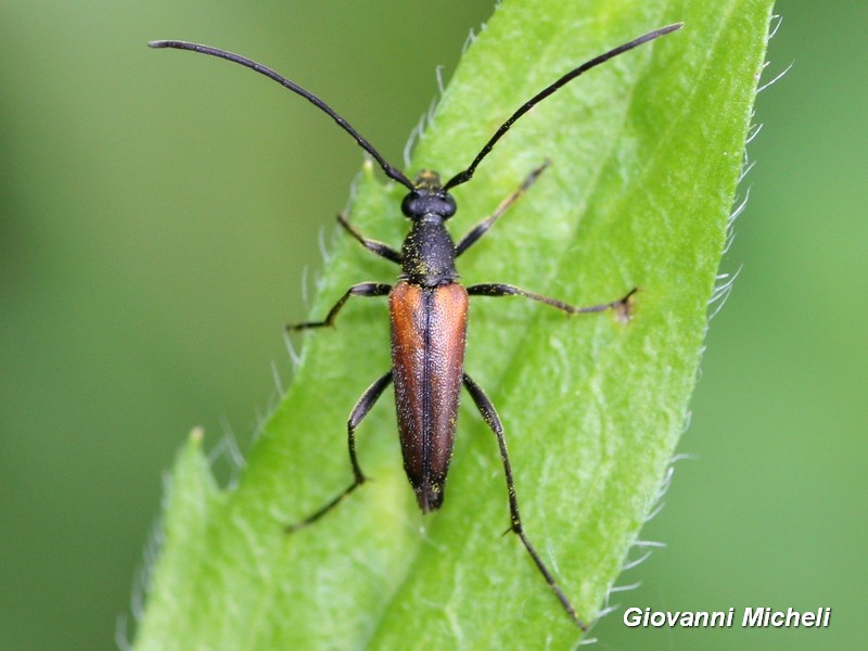 Cerambycidae;  Stenurella melanura, maschio